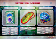 Стенды для кабинета биологии - «globural.ru» - Нижняя Тура