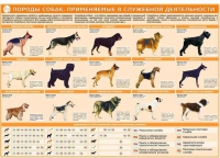 Комплект плакатов "Кинология" - «globural.ru» - Нижняя Тура