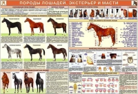 Комплект плакатов "Служебное коневодство" - «globural.ru» - Нижняя Тура