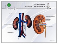Стенд "Строение почки человека" - «globural.ru» - Нижняя Тура