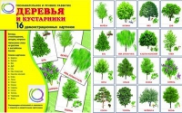 Демонстрационные карточки "Деревья и кустарники" - «globural.ru» - Нижняя Тура