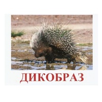 Карточки Домана "Дикие животные-3" - «globural.ru» - Нижняя Тура
