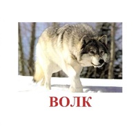 Карточки Домана "Дикие животные-1" - «globural.ru» - Нижняя Тура