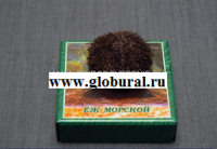 Сухой препарат "Еж морской" - «globural.ru» - Нижняя Тура