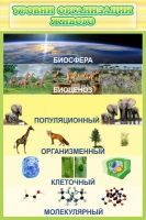 Стенд "Уровни организации живого" - «globural.ru» - Нижняя Тура