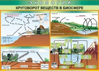 Таблица Круговорот веществ в биосфере 1000*700 винил - «globural.ru» - Нижняя Тура