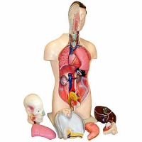 Торс человека разборный (42 см.) - «globural.ru» - Нижняя Тура