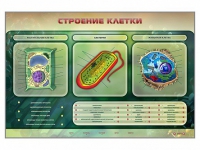 Электрифицированный стенд "Строение клетки" с маркерными полями - «globural.ru» - Нижняя Тура