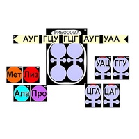 Модель-аппликация "Биосинтез белка" (ламинированная) - «globural.ru» - Нижняя Тура