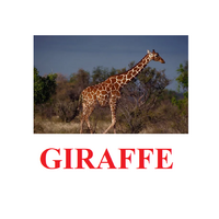 "Wild Animals-1" ("Дикие животные-1") английские карточки Домана - «globural.ru» - Нижняя Тура