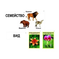 Модель-аппликация "Классификация растений и животных" (ламинированная) - «globural.ru» - Нижняя Тура