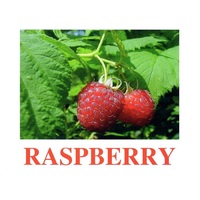 "Berries-1" ("Ягоды-1") английские карточки Домана - «globural.ru» - Нижняя Тура
