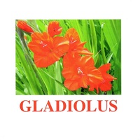 "Flowers-1" ("Цветы-1") английские карточки Домана - «globural.ru» - Нижняя Тура