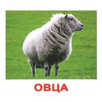 .Карточки Домана "Домашние животные" - «globural.ru» - Нижняя Тура