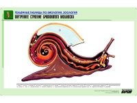 Рельефная таблица "Внутреннее строение брюхоногого моллюска" (формат А1, матовое ламинир.) - «globural.ru» - Нижняя Тура