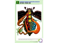Рельефная таблица "Внутреннее строение жука" (формат А1, матовое ламинир.) - «globural.ru» - Нижняя Тура
