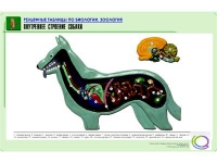 Рельефная таблица "Внутреннее строение собаки" (формат А1, матовое ламинир.) - «globural.ru» - Нижняя Тура