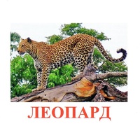Карточки Домана "Дикие животные-2" - «globural.ru» - Нижняя Тура