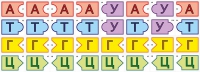 Модель-аппликация Удвоение ДНК и транскрипция РНК - «globural.ru» - Нижняя Тура