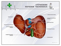 Стенд "Строение печени человека" - «globural.ru» - Нижняя Тура