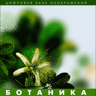 Ботаника. (Цифровая база изображений) - «globural.ru» - Нижняя Тура