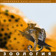 Зоология. (Цифровая база изображений) - «globural.ru» - Нижняя Тура