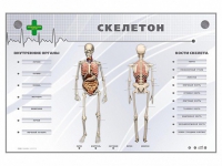 Электрифицированный стенд-тренажер "Скелетон" - «globural.ru» - Нижняя Тура