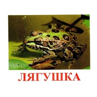 Карточки Домана "Амфибии и рептилии" - «globural.ru» - Нижняя Тура