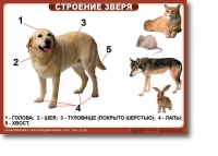 Ознакомление с окружающим миром. 1-4 класс. Комплект таблиц. Наглядные пособия для начальной школы, учебные пособия - «globural.ru» - Нижняя Тура