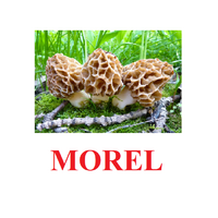 "Mushrooms" ("Грибы") английские карточки Домана - «globural.ru» - Нижняя Тура