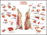 Правила разделки мясных туш "Говядина и телятина" 1000*1400 винил - «globural.ru» - Нижняя Тура