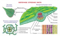 Плакаты и таблицы по биологии - «globural.ru» - Нижняя Тура
