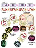 Модель-аппликация Биосинтез белка - «globural.ru» - Нижняя Тура