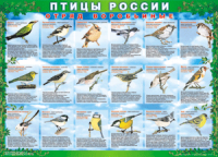 Таблица Птицы России из  4 листов в комплекте 1000*1400 винил	 - «globural.ru» - Нижняя Тура