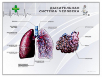 Стенд "Дыхательная система человека" - «globural.ru» - Нижняя Тура