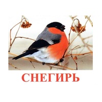 Карточки Домана "Птицы-1" - «globural.ru» - Нижняя Тура