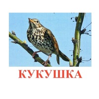 Карточки Домана "Птицы-3" - «globural.ru» - Нижняя Тура