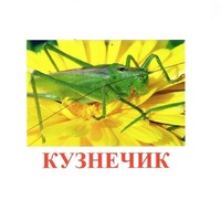 Карточки Домана "Насекомые" - «globural.ru» - Нижняя Тура