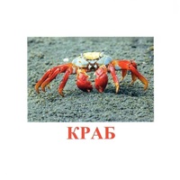 Карточки Домана "Подводный мир" - «globural.ru» - Нижняя Тура