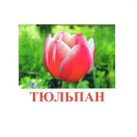 Карточки Домана "Цветы-1" - «globural.ru» - Нижняя Тура
