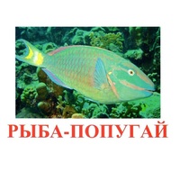 Карточки Домана "Рыбы" - «globural.ru» - Нижняя Тура