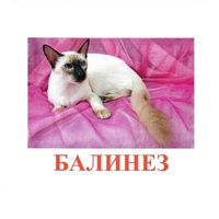 Карточки Домана "Породы кошек" - «globural.ru» - Нижняя Тура