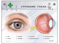 Интерактивный стенд "Строение глаза" - «globural.ru» - Нижняя Тура