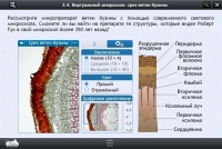 Интерактивные курсы. Биология 5 класс. Расширенный - «globural.ru» - Нижняя Тура