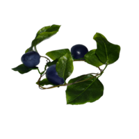 Ветка муляжей "Слива" - «globural.ru» - Нижняя Тура