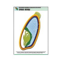 Рельефная таблица "Зерновка пшеницы" (формат А1, матовое ламинир.) - «globural.ru» - Нижняя Тура