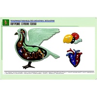 Рельефная таблица "Внутреннее строение голубя" (формат А1, матовое ламинир.) - «globural.ru» - Нижняя Тура