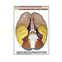 Рельефная таблица "Доли и извилины нижней поверхности полушарий головного мозга" - «globural.ru» - Нижняя Тура