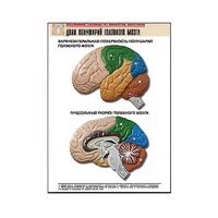 Рельефная таблица "Доли полушарий головного мозга" - «globural.ru» - Нижняя Тура