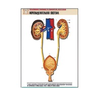 Рельефная таблица "Мочевыделительная система" (формат А1, матовое ламинир.) - «globural.ru» - Нижняя Тура